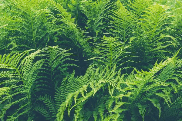 Fern Verlaat Groen Bos Als Achtergrond — Stockfoto