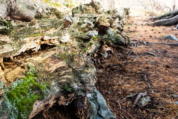 Árbol Cubierto Musgo Viejo Bosque — Foto de Stock