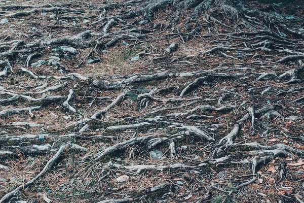 Raíces Árboles Viejos Como Fondo — Foto de Stock