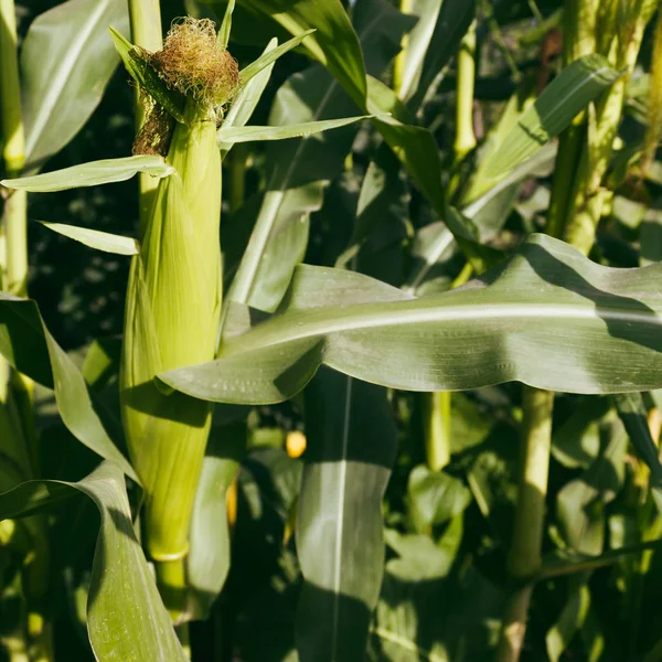 Ear of corn grows on plant. Corn lantation, farmer grows corn
