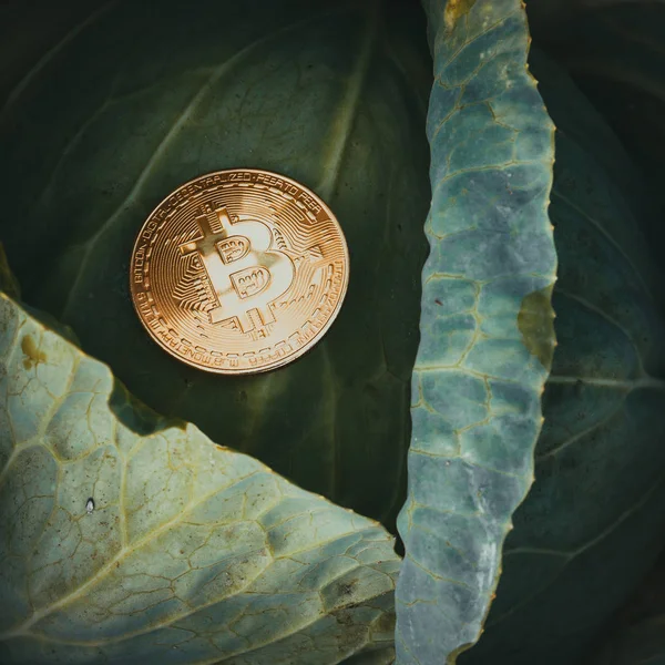 Bitcoin on cabbage leaf. Symbol of growth of currency and profit mining.