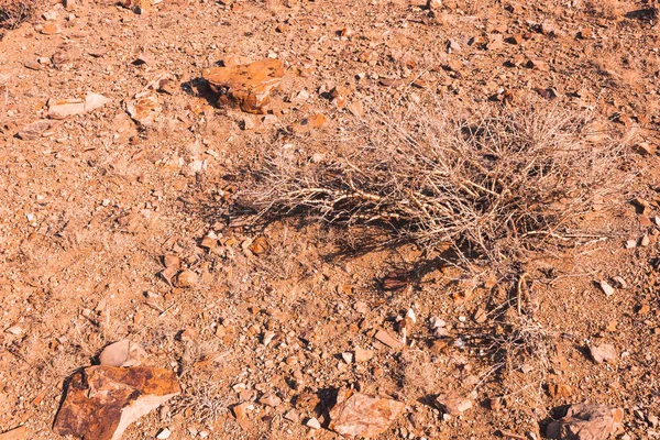 Száraz Növény Köves Sivatagban Aszály Felvidéken Nincs Öntözés Növények Globális — Stock Fotó