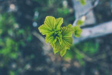 Bahar bahçe içinde genç kuş üzümü yeşil yaprakları. Bahçe, çilek büyüyen.
