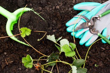 Bahçe, bahar adet eser bulunmaktadır. Bahçe aletleri, budayıcı eldiven ve kürek taze zemin üzerinde. Bitkiler dikim yapılan hazırlık. Çilek çalılar yetiştirilmesi.