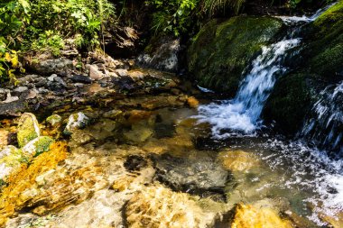 Dağ dere güneşli. Yeşil bankalarla ormandaki nehir