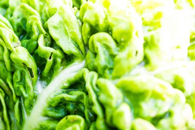 Savoy lahana bahçesinde bırakır. Vejetaryenler için sağlıklı gıda