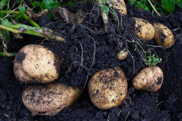 Cosecha Patatas Bush Patatas Excavadas Tierra —  Fotos de Stock
