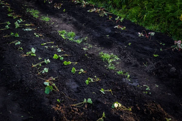 Junge Erdbeersetzlinge Die Frühjahrsgarten Die Erde Gepflanzt Werden — Stockfoto