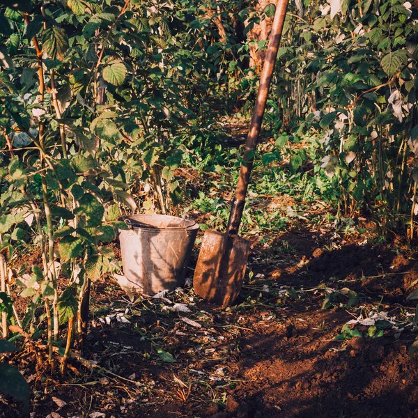 Herramientas Para Trabajar Jardín Cubo Pala Arbustos Frambuesa — Foto de Stock