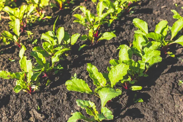 Rübenblätter Wachsen Garten Gartenarbeit Gemüseanbau Vegetarismus Gesunde Ernährung — Stockfoto