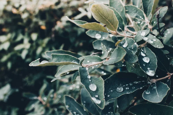 Plody Zimolezu Zelené Bush Zelenými Listy Kapkami Rosy Dešti — Stock fotografie