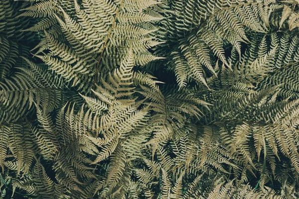 Kapradina Listy Zeleném Lese Jako Pozadí — Stock fotografie