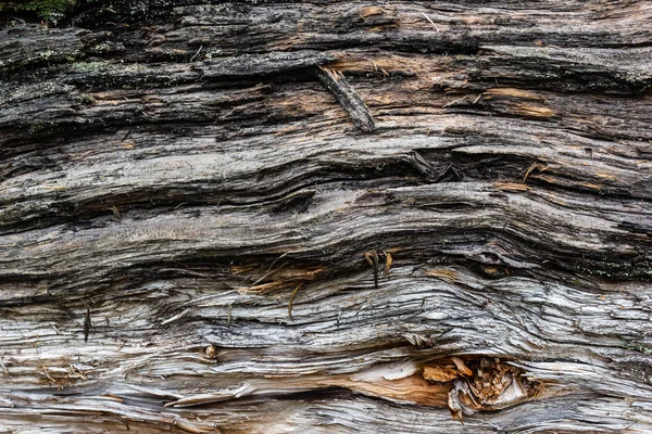 Старий Колода Текстурою Дерева Фон — стокове фото