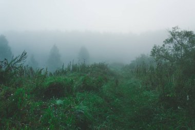 Sis orman, orman Sisli sabah. Mistik bir atmosfer.
