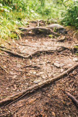 Ormanda iz. Geçiş Turizm, Hiking. Sağlıklı yaşam tarzı.