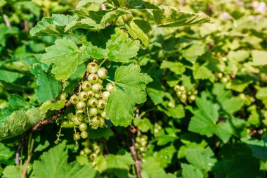 Bush bahçede yeşil frenk üzümü meyveler olgunlaşır