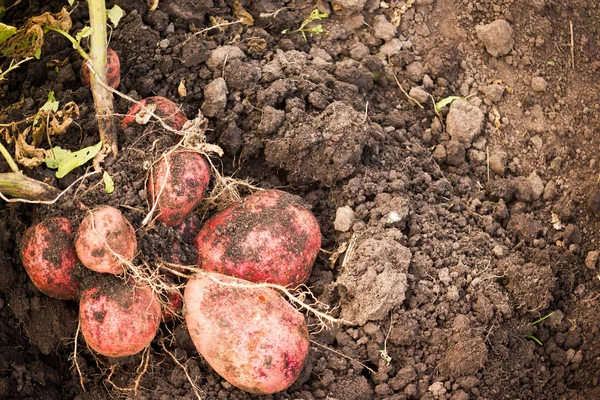 ジャガイモの収穫 ジャガイモのブッシュを地面から掘った — ストック写真