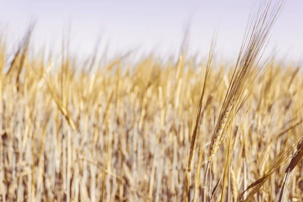 Campo Con Espigas Trigo Cultivo Cereales Por Agricultores — Foto de Stock