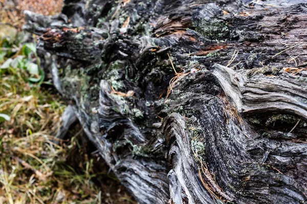 森林中被苔藓覆盖的老树 — 图库照片