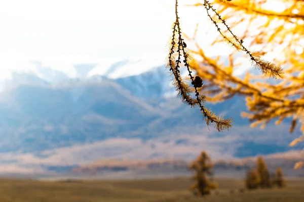 Желтые Ветви Лиственницы Фоне Покрытых Снегом Гор Золотая Осень Алтае — стоковое фото