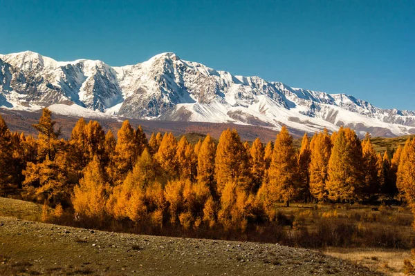 Outono Dourado Nas Montanhas Vista Panorâmica Cume Neve Montanha Larches — Fotografia de Stock