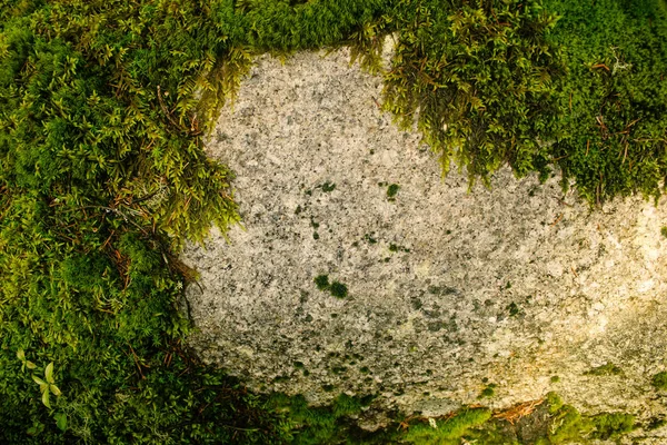 Alfombra Verde Musgo Bosque Soleado — Foto de Stock