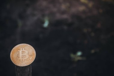 Bitcoin taze toprak. Finans kar yapar ve büyümek içinde değer. Bahçe olarak incelemesi