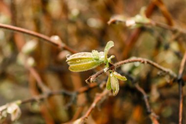Genç ağaç üzerinde bırakır. Bahar tomurcukları dalları üzerinde. Bahçede bahar
