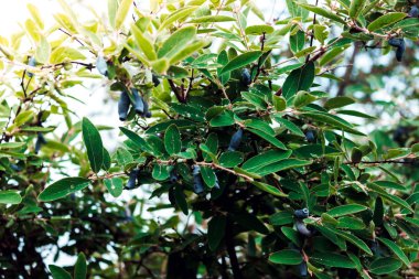 Hanımeli çilek sonra yağmur çiy damlaları ile yeşil yaprakları ile yeşil Bush