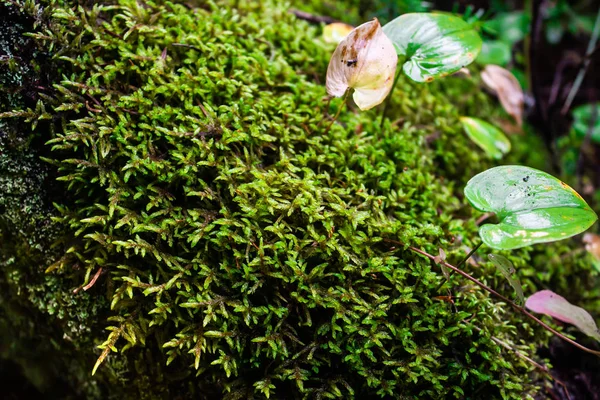 日当たりの良い林の苔の緑のじゅうたん — ストック写真