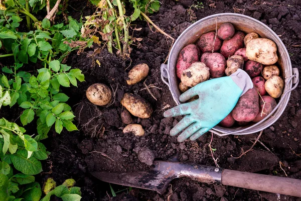 ジャガイモの収穫は 地面から掘ったジャガイモ シャベル — ストック写真