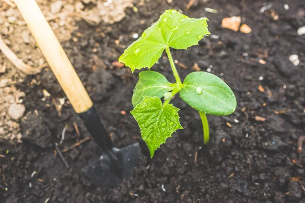 Junge Gurkensetzlinge Oder Zucchini Der Erde Gartengeräte Frühjahrsarbeit Garten Zur — Stockfoto