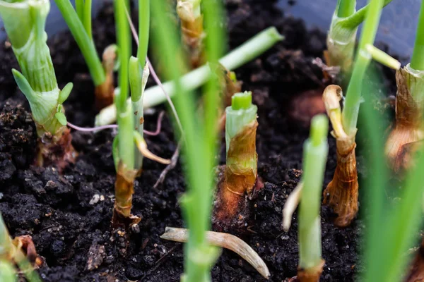 신선한 콩나물 지상에서 정원에서 수확입니다 — 스톡 사진