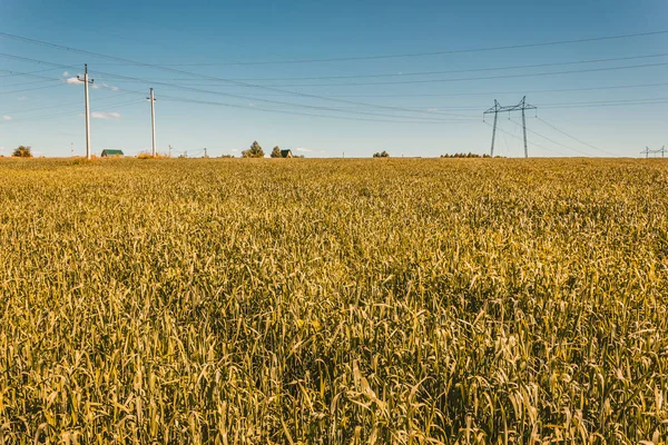 Kraftledningar Landsbygden Fältet Utanför Staden — Stockfoto