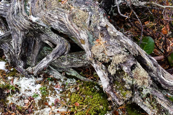 Raíces Árboles Viejos Como Fondo —  Fotos de Stock