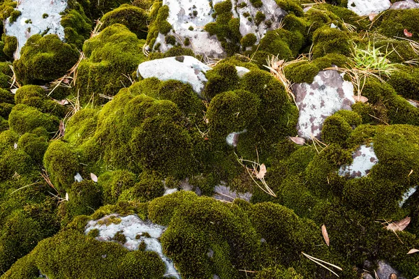 Musgo Verde Sobre Rocas — Foto de Stock