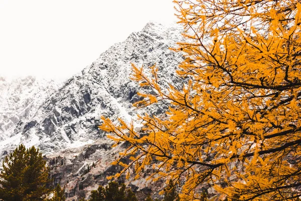 Gelbe Lärchenzweige Auf Dem Hintergrund Schneebedeckter Berge Goldener Herbst Altai — Stockfoto