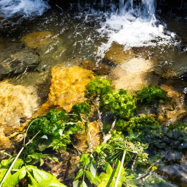 Dağ dere güneşli. Yeşil bankalarla ormandaki nehir