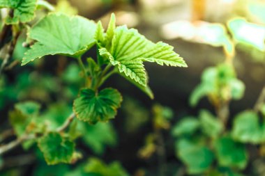 Bahar bahçe içinde genç kuş üzümü yeşil yaprakları. Bahçe, çilek büyüyen.