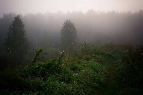 Brouillard Dans Forêt Matin Brumeux Dans Forêt Atmosphère Mystique — Photo