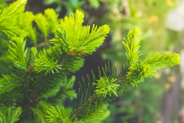 Гілка Зеленої Сосни Ялини Або Кедра Лісі — стокове фото