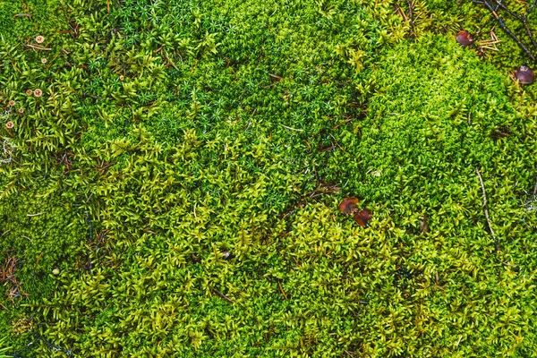 日当たりの良い林の苔の緑のじゅうたん — ストック写真