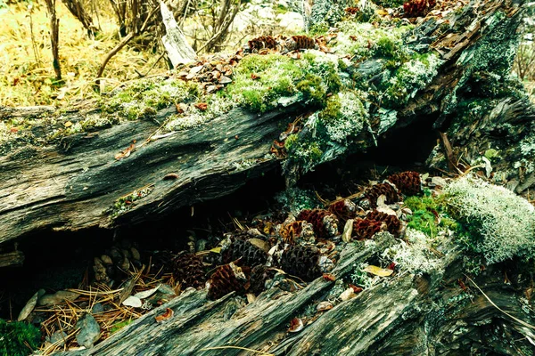 Árbol Cubierto Musgo Viejo Bosque — Foto de Stock