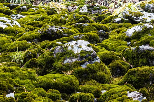 Musgo Verde Rochas — Fotografia de Stock