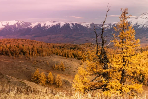 Arany Ősz Hegyekben Panoráma Hegyi Snow Ridge Sárga Larches Utazási — Stock Fotó