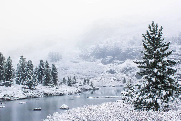 Winter forest on shore of mountain lake. Snow on pines, snowfall