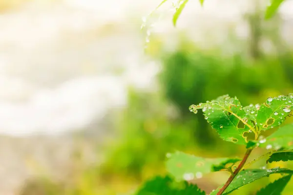 Gocce Acqua Foglie Verdi Pioggia Nella Foresta Rugiada Alberi Presto — Foto Stock