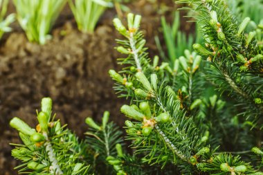 Yeşil çam, Ladin ağacı veya ormandaki sedir Şubesi.