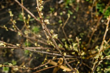 Genç ağaç üzerinde bırakır. Bahar tomurcukları dalları üzerinde. Bahçede bahar