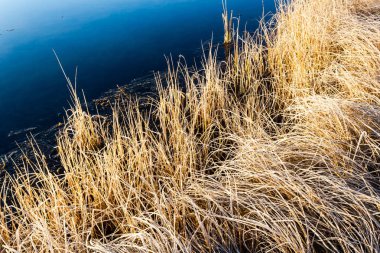 Yellow dry grass on lake. Autumn weather on the pond